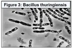 Le génie génétique: Principes et techniques